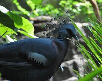 DSC_2031 Central Park Zoo, Manhattan, NYC -- 1 July 2012